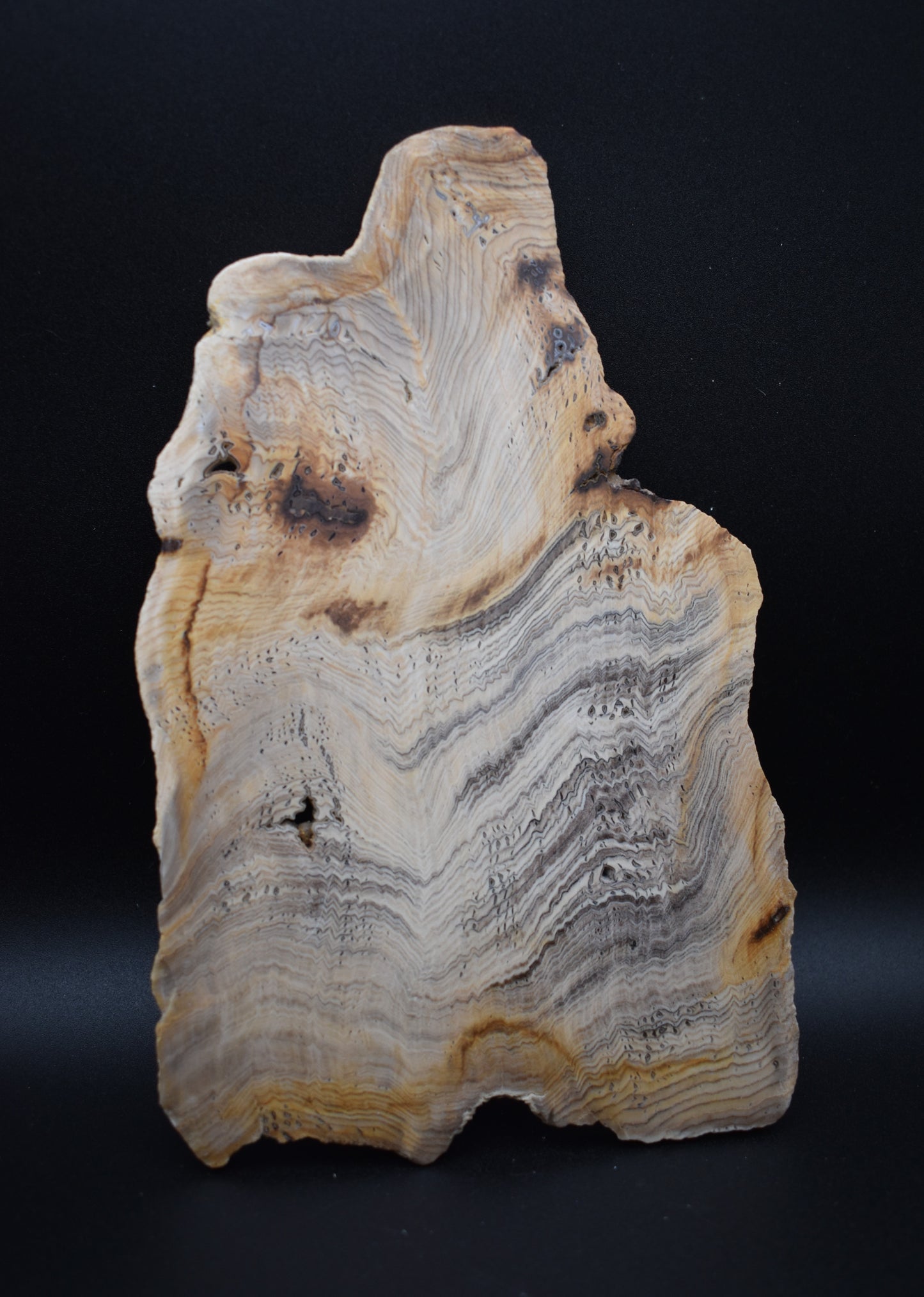 Hells Canyon Petrified Wood Slab