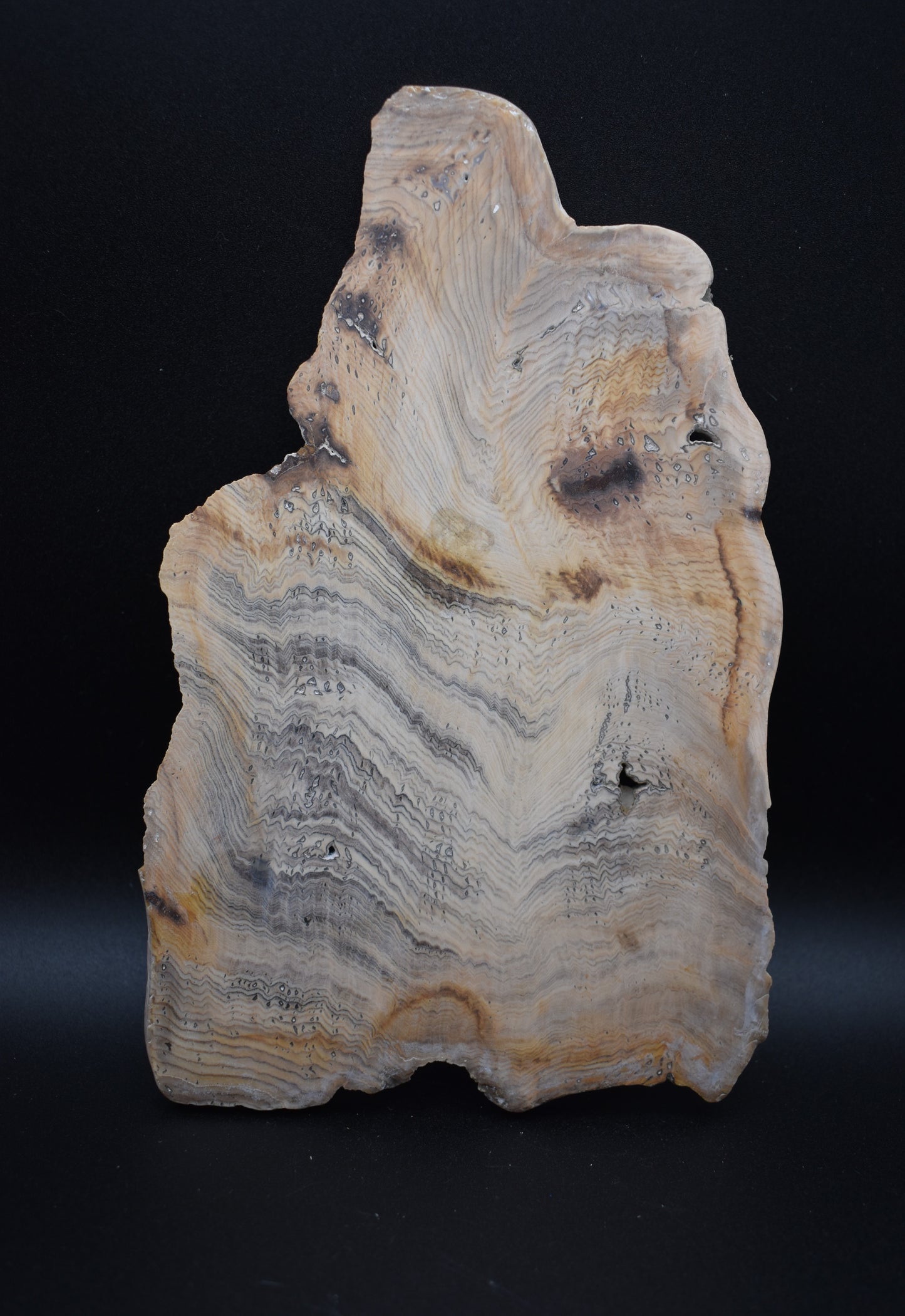 Hells Canyon Petrified Wood Slab