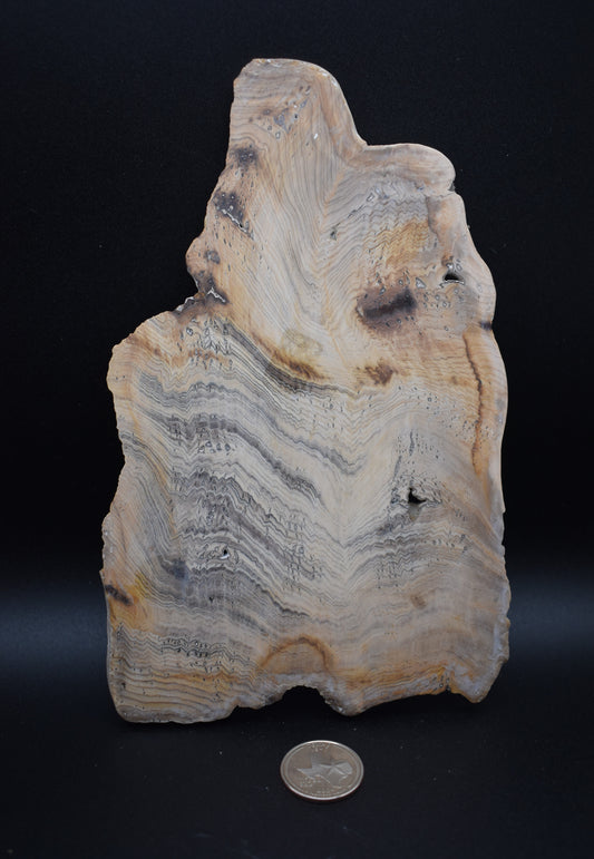 Hells Canyon Petrified Wood Slab